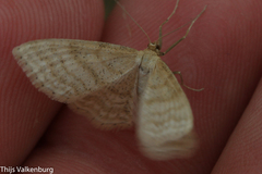 Idaea macilentaria