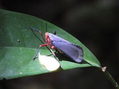Kalidasa nigromaculata