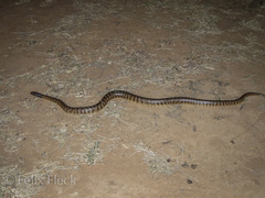 Aspidites melanocephalus