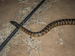 Aspidites melanocephalus