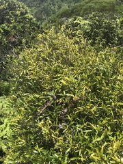 Alyxia stellata