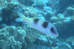 Parupeneus crassilabris