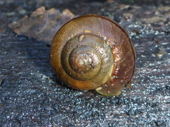 Helminthoglypta nickliniana