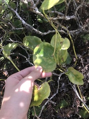 Smilax melastomifolia