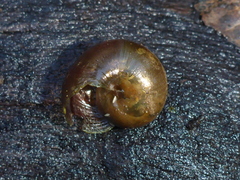 Helminthoglypta nickliniana