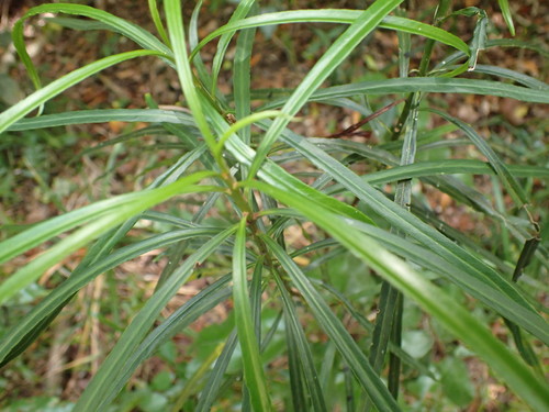 Terblans Beechwood (Faurea macnaughtonii)
