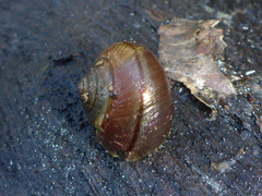 Helminthoglypta nickliniana