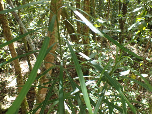 Faurea macnaughtonii, photograph 4
