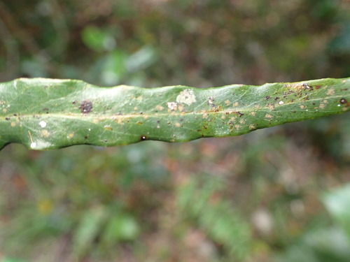 Faurea macnaughtonii, photograph 3