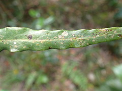 Faurea macnaughtonii