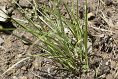 Carex laevissima
