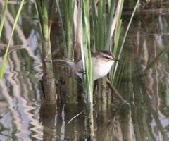 Acrocephalus melanopogon