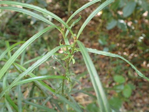 Faurea macnaughtonii, photograph 1