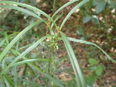 Faurea macnaughtonii