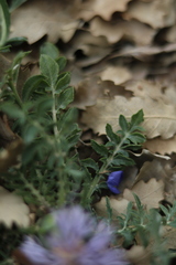 Carthamus mitissimus