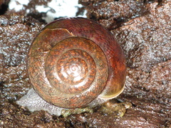 Helminthoglypta nickliniana