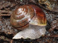 Helminthoglypta nickliniana