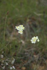 Thalictrum tuberosum
