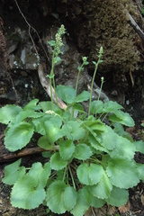Micranthes spicata