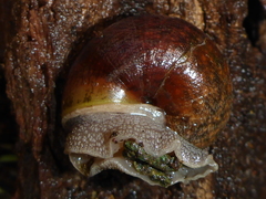 Helminthoglypta nickliniana
