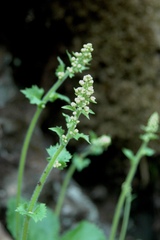 Micranthes spicata