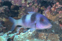 Parupeneus crassilabris