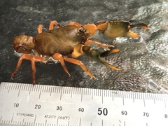 Engaeus tuberculatus