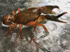 Engaeus tuberculatus