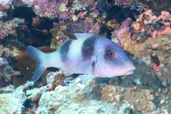 Parupeneus crassilabris