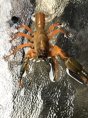 Engaeus tuberculatus