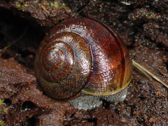 Helminthoglypta nickliniana