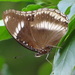 Oriental Great Eggfly - Photo (c) James Steamer, some rights reserved (CC BY-NC), uploaded by James Steamer
