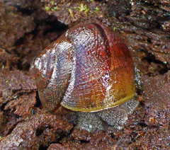 Helminthoglypta nickliniana