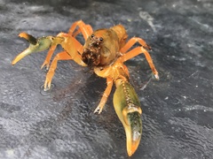 Engaeus tuberculatus