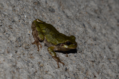 Hyla japonica