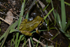 Hyla japonica