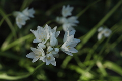 Allium zebdanense