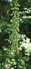 Digitalis micrantha