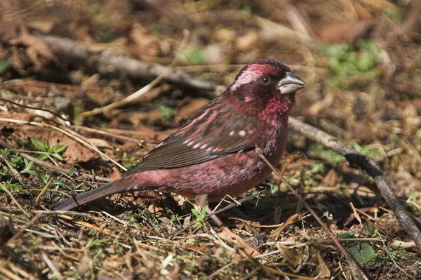Spot-winged Rosefinch photo