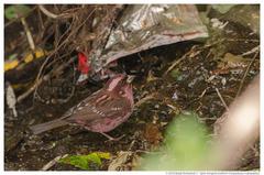 Spot-Winged Rosefinch photo 5