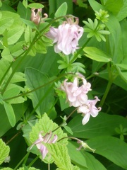 Aquilegia