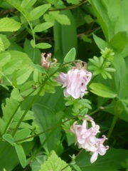 Aquilegia