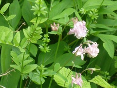 Aquilegia