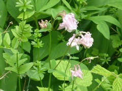 Aquilegia