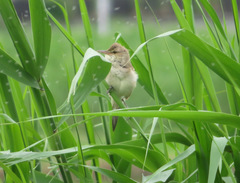 Acrocephalus orientalis