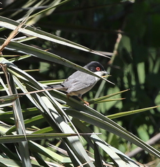 Curruca melanocephala