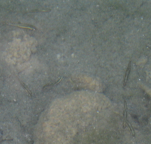 Dionda episcopa