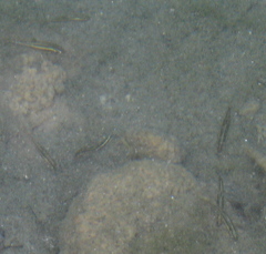 Dionda episcopa