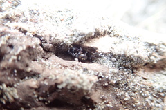 Steatoda lepida