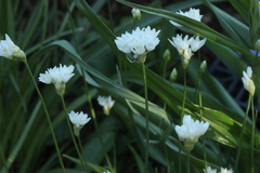 Allium zebdanense